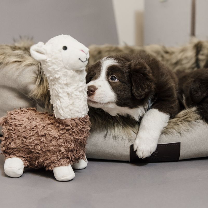 Kentucky Dog Soft Toy Alfredo The Alpaca