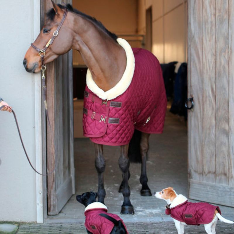 Kentucky Dog Coat