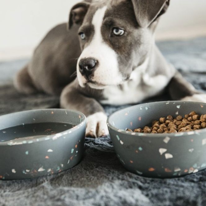 Hovedbilde Kentucky Dog Bowl Terazzo ...