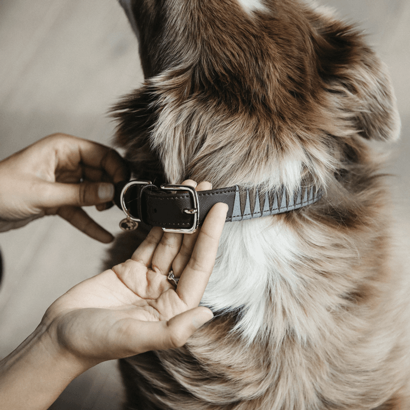 Kentucky Dog Collar Triangle