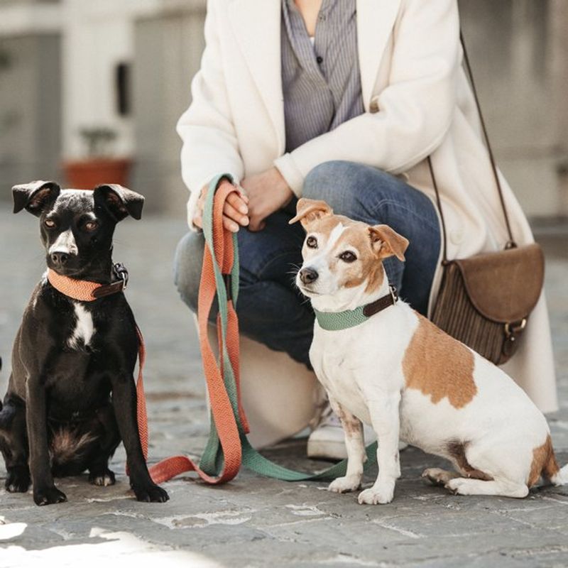 Kentucky Dog Lead Jacquard
