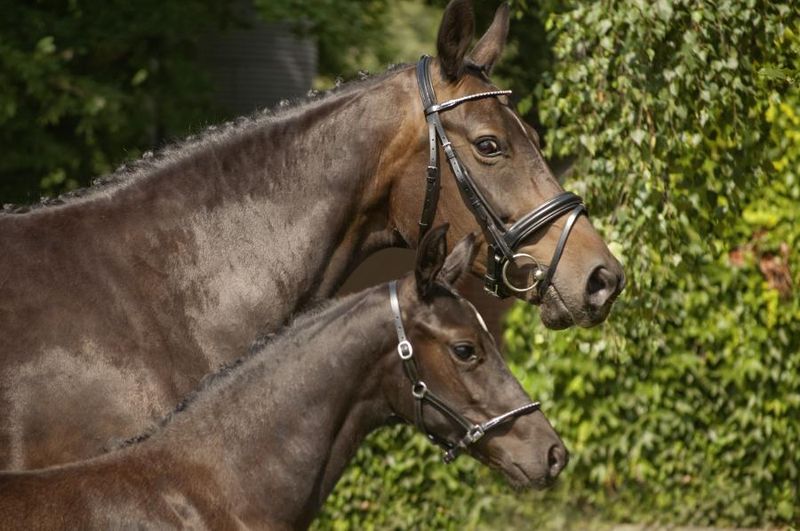 Schockemöhle Ashford Bridle