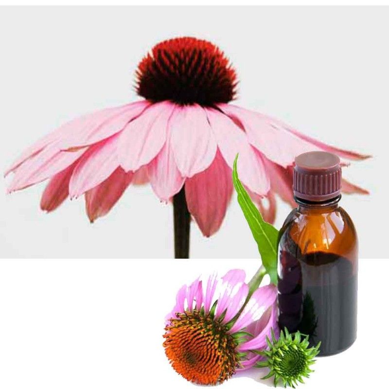 Echinacea - SOLHATT tinktur Hilton Herbs - 500 ml