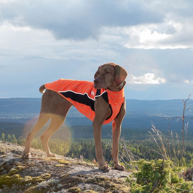 Hovedbilde Back on Track hunde dekken