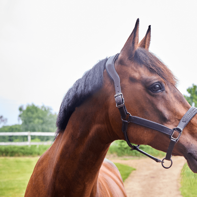 KLNeville Leather Halter