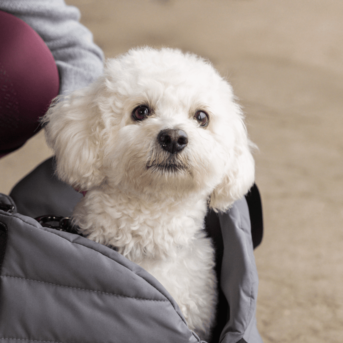 KINGSLAND MACEY Dog blanket bag