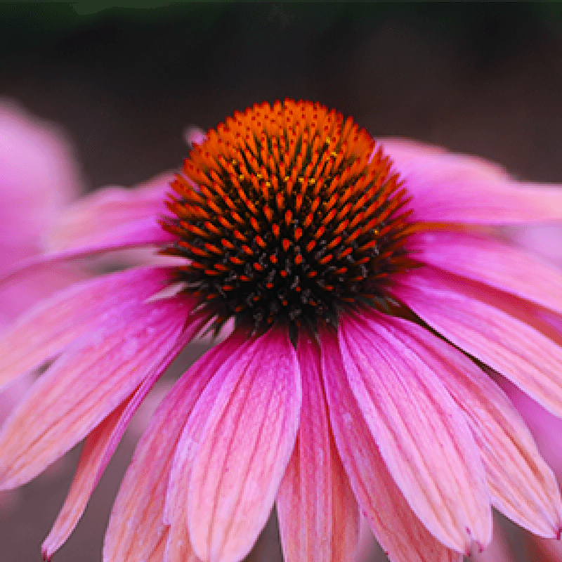 Echinacea - SOLHATT tinktur Hilton Herbs - 500 ml