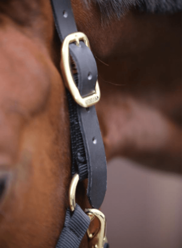 Kentucky Control Halter Nylon